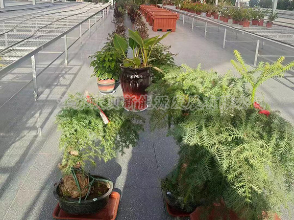 【大棚花卉种植供暖恒温系统】安徽某园艺有限公司